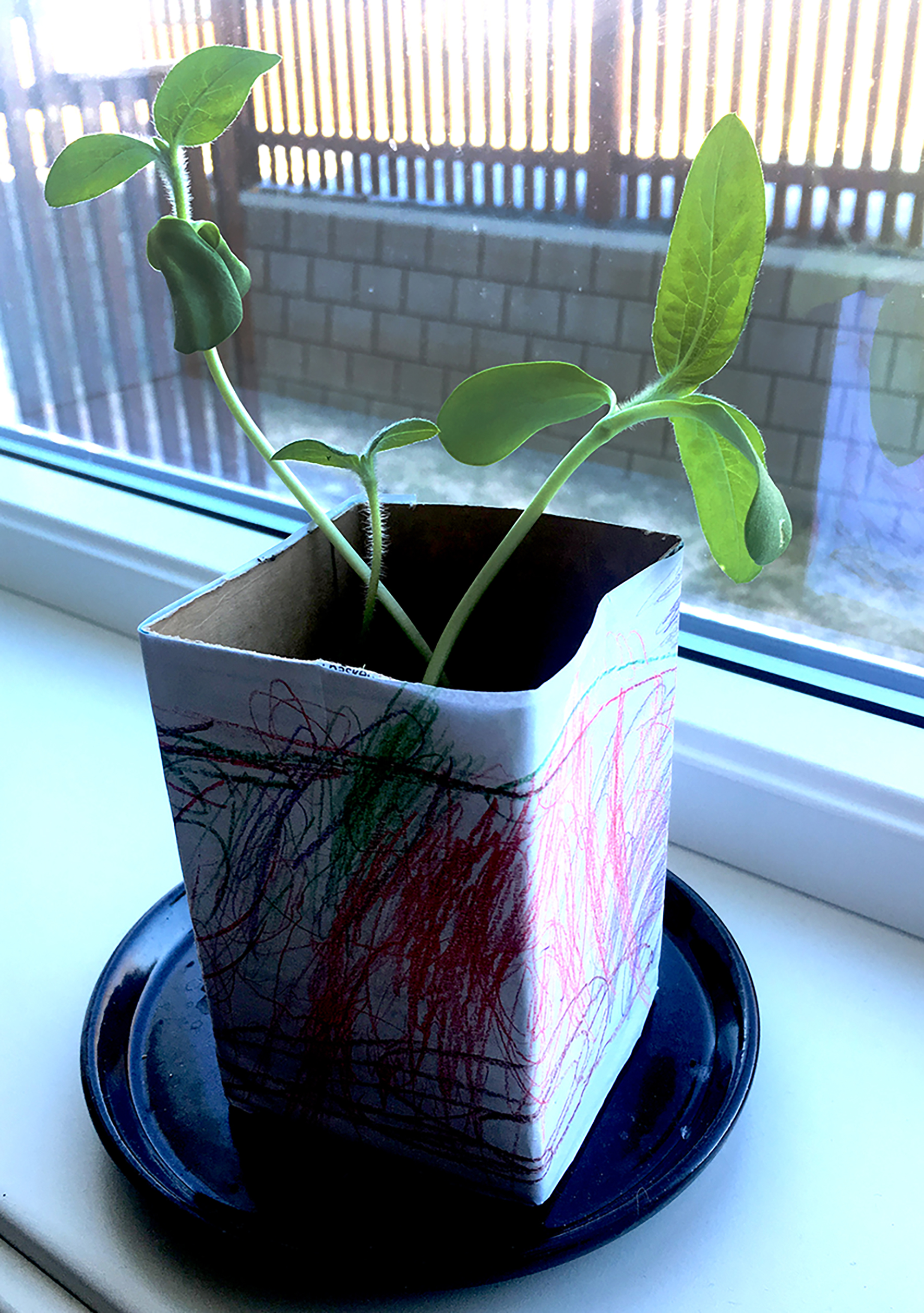 trhumc-solsikke-solvår-1